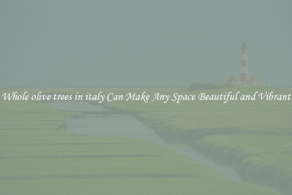 Whole olive trees in italy Can Make Any Space Beautiful and Vibrant